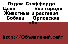 Отдам Стаффорда › Цена ­ 2 000 - Все города Животные и растения » Собаки   . Орловская обл.